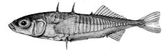 Gasterosteus aculeatus aculeatus_001